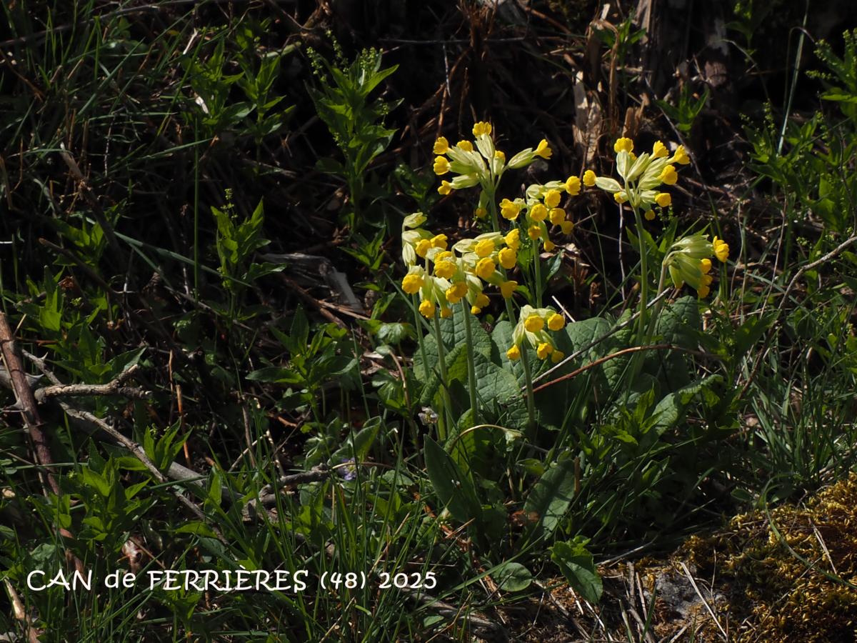 Cowslip plant